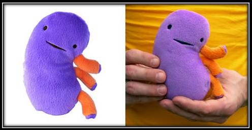 kidney plush toy